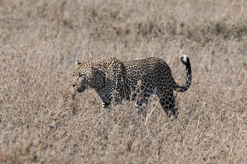 South Africa safari
